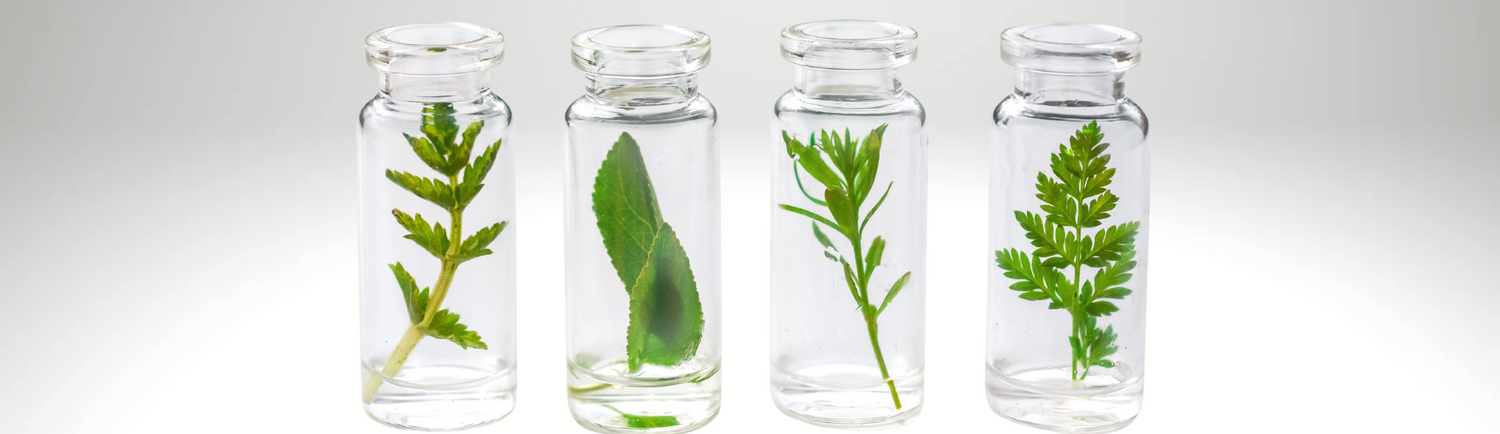 Four glass vials containing various fresh plant leaves, showcasing natural ingredients.