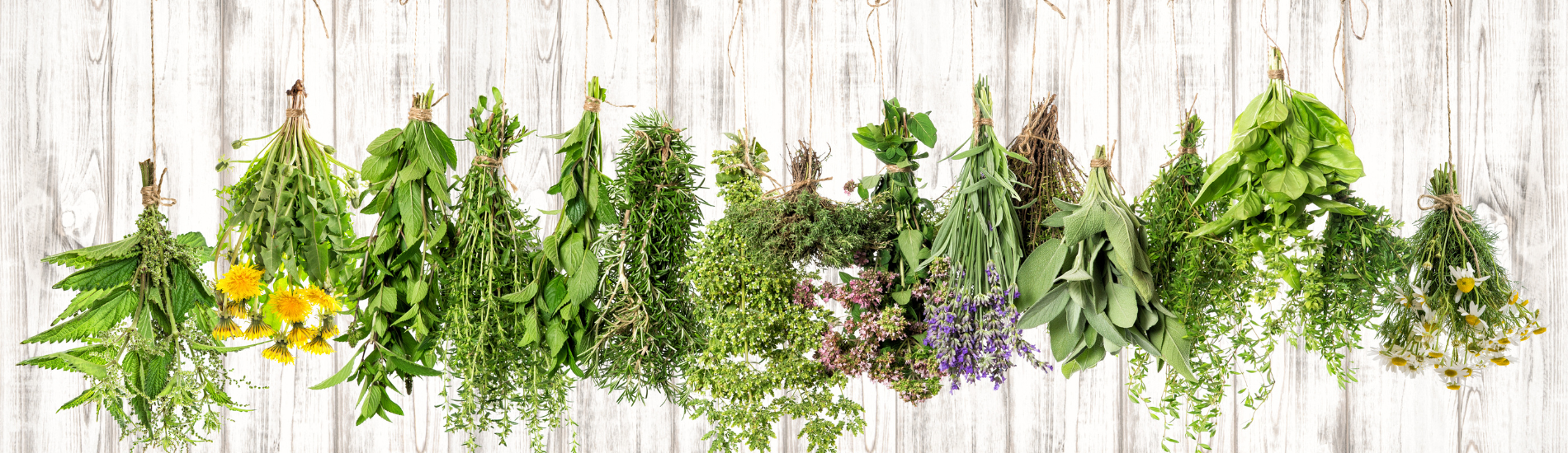 Herbal Supplements That Support Lymphatic Drainage