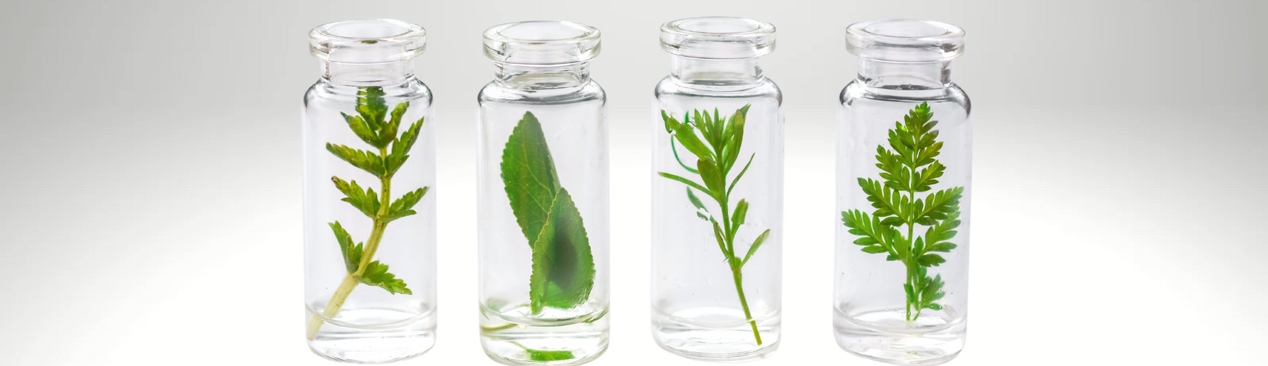 Four glass vials containing various fresh plant leaves, showcasing natural ingredients.
